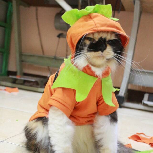 Kaos labu untuk halloween lucu untuk kucing dan anjing / baju kucing terlaris size S M L XL