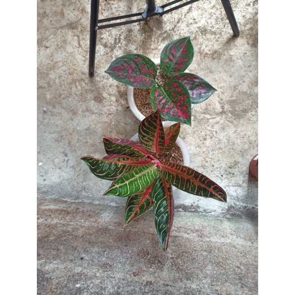 aglonema pos dan red spider