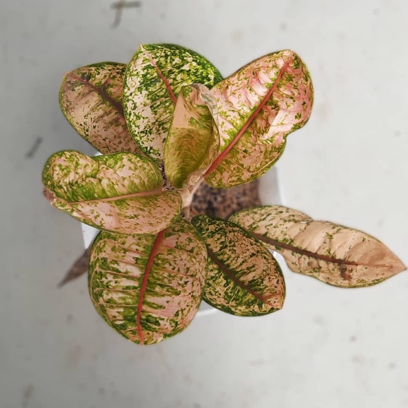 agonema donacarmen Mutasi