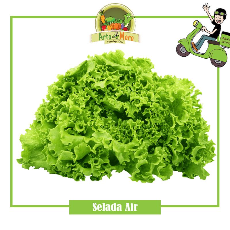 SELADA AIR FRESH / 250 Gram