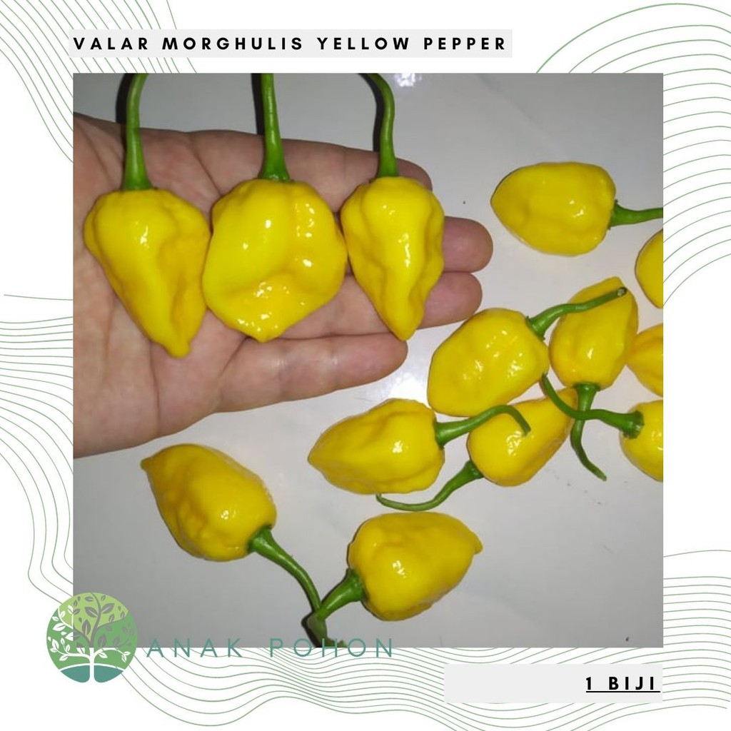 Benih Bibit Biji - Cabai Valar Morghulis Yellow Game of Thrones Pepper Seeds