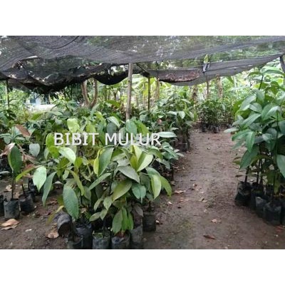 bibit Manggis Super Tanpa Biji