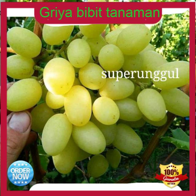 Bibit anggur import jenis landysh