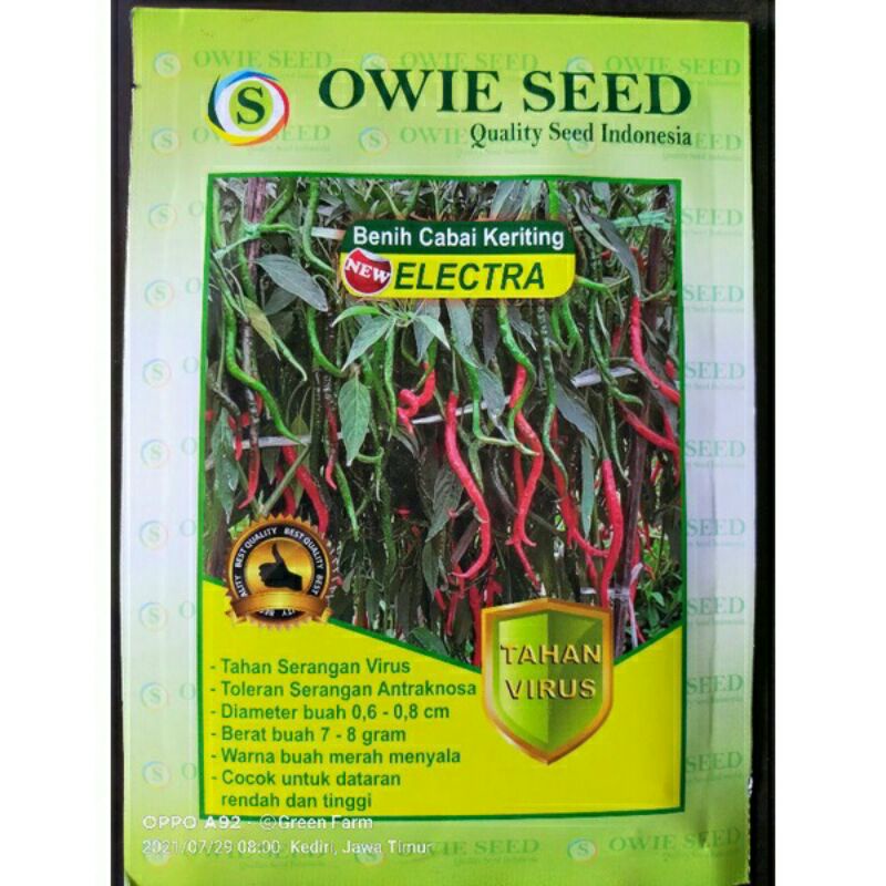 new cabe ELECTRA benih cabe tahan virus original pabrik tahan bule super