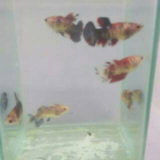 ikan cupang betina full telur siap breed koi galaxy marble