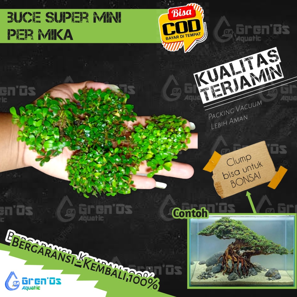 Bucephalandra Sp Super Mini Micro Clump Clum Buce Palandra Phalandra - supermini Tanaman Tumbuhan Aq