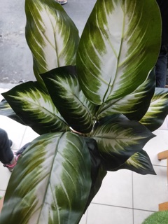 Daun srigading putih / Daun dekorasi / D29-3/kuntum ...