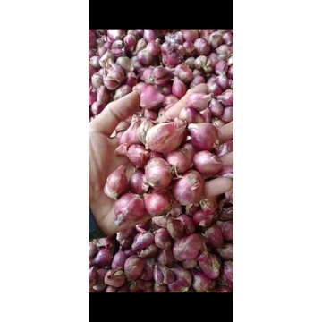 

bawangmerah