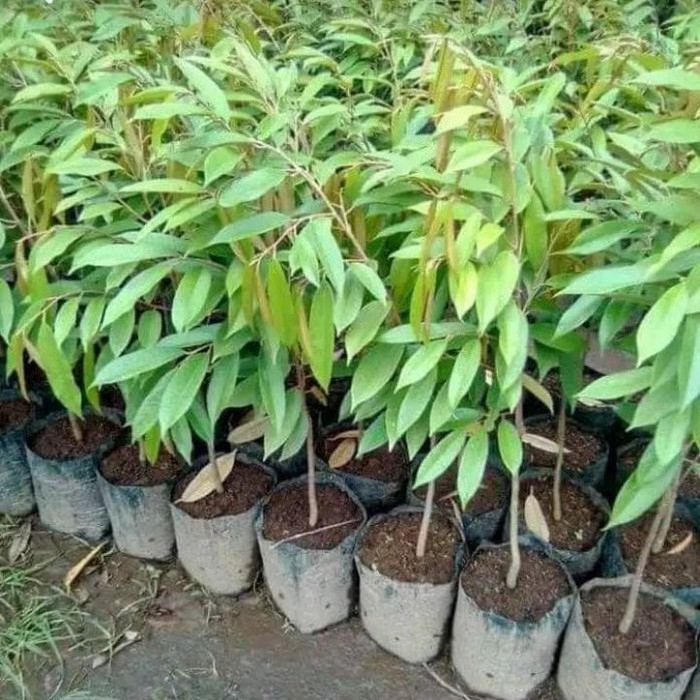 

Bibit Tanaman Buah Durian Musangking Kaki 1