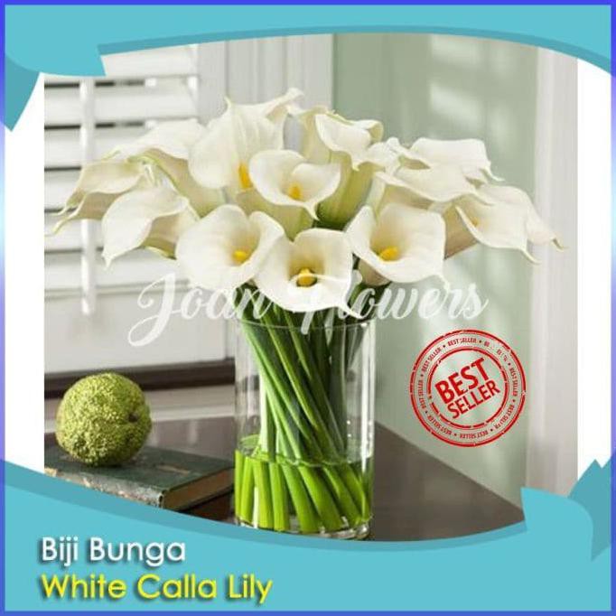 BIBIT TANAMAN BUNGA WHITE CALLA LILY BENIH BIBIT TANAMAN HIAS