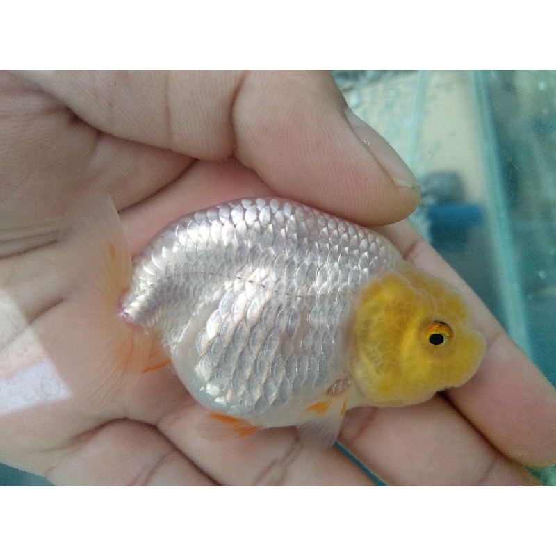 ranchu jambul barong