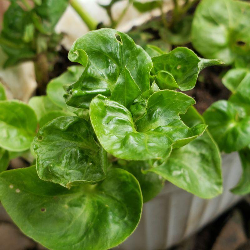 

Bibit Bayam Brazil Organik