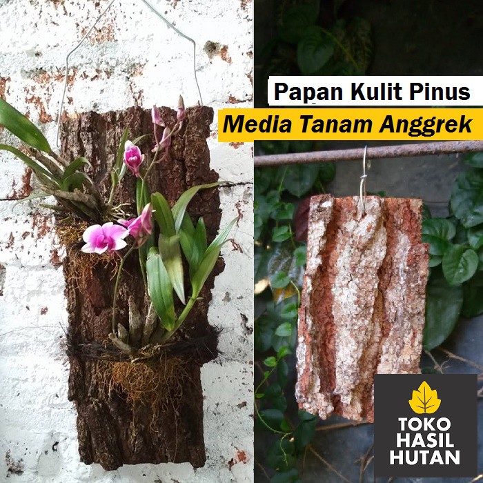 Kulit Pinus Media Tanam Anggrek Tempel Toko Hasil Hutan Kulit Pinus Media Tanam Anggrek Tempel Toko Hasil Hutan