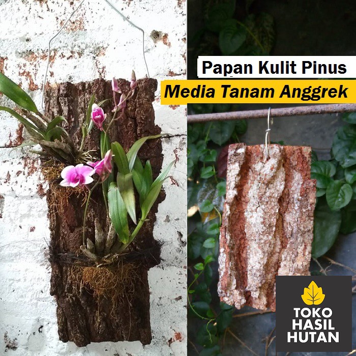 Kulit Pinus Media Tanam Anggrek Tempel  Toko Hasil Hutan 