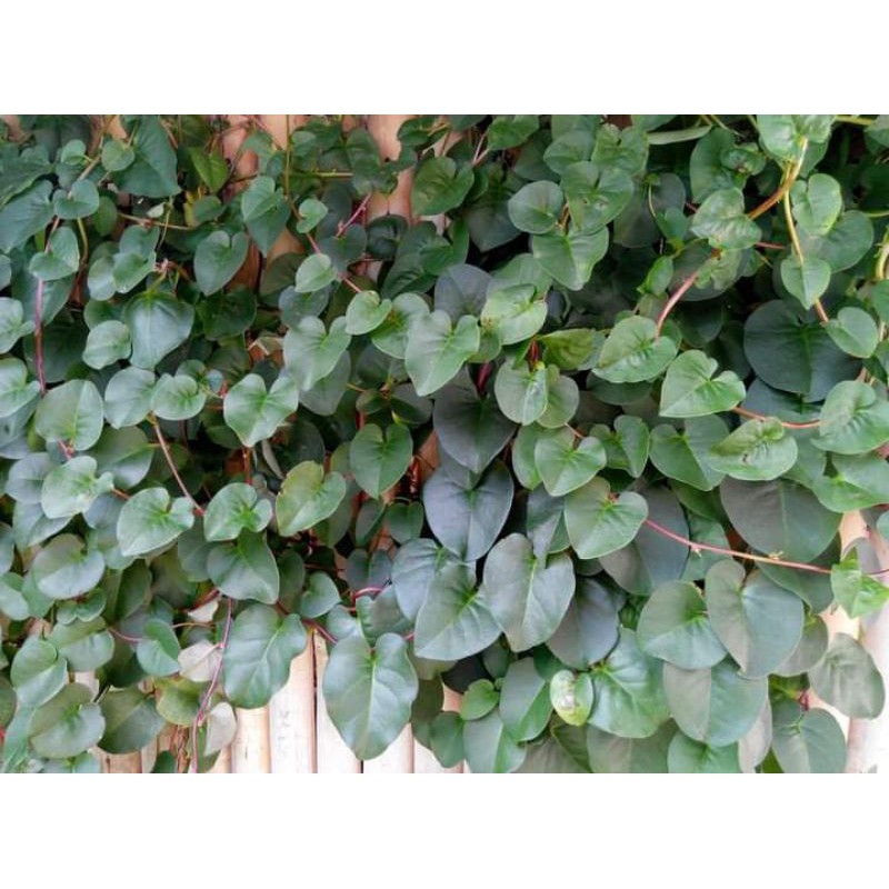 

DAUN BINAHONG SEGAR (PESAN LANGSUNG PETIK) Rp 100 / lembar min order 100 lembar