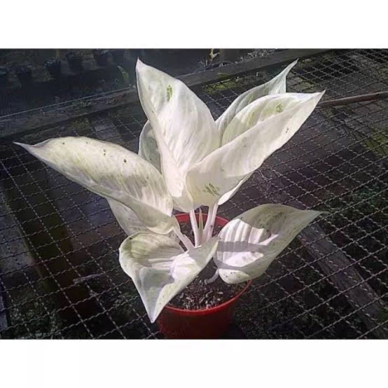 TERMURAH BIBIT BONGGOL AGLONEMA LEGACY SALJU .