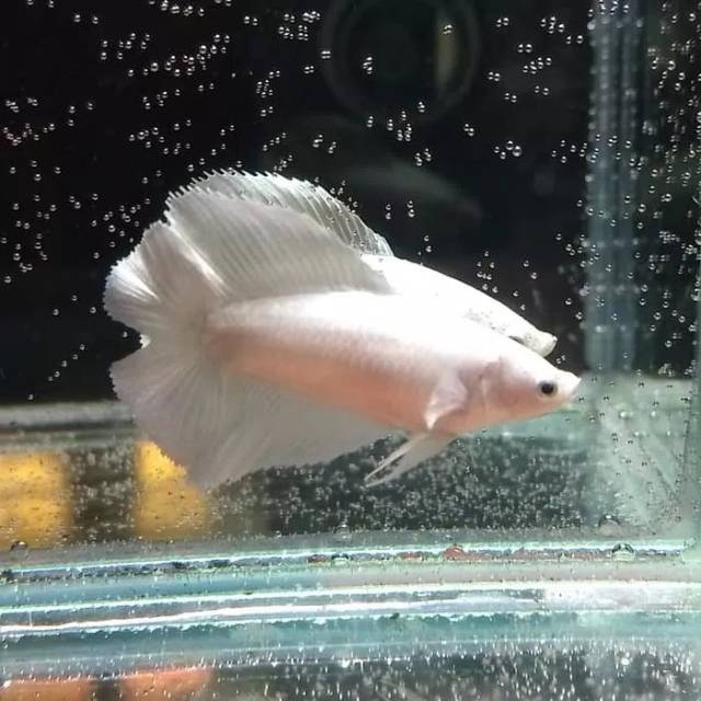 Cupang Female HMDT white size M