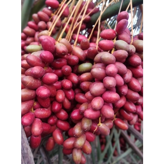 

PROMO Kurma Muda Merah 250 gr/KURMA 1KG/KURMA BARARI/KURMA RUTHOB/KURMA BAM/KURMA PALM FRUIT/KURMA TANGKAI/KURMA AZWA/KURMA SUKKARI/KURMA SAFAWI/KURMA TUNISIA/KURMA MUDA KUNING/KURMA MUDA HIJAU/KURMA MEDJOL/KURMA MADINAH SUPER