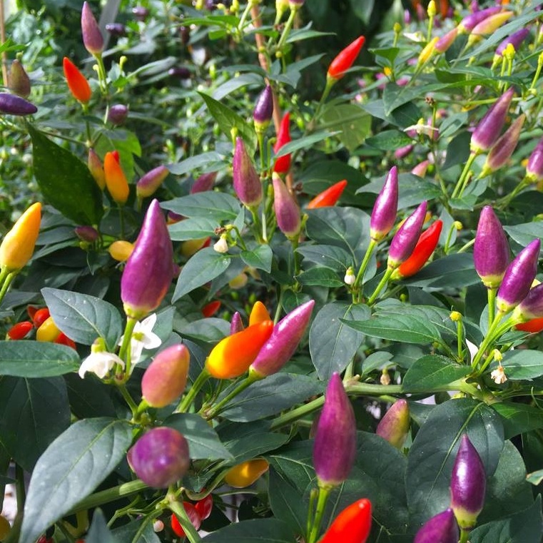 BS-BYL Bibit Cabe Hias Pelangi Benih Tanaman Sayuran Cabai Carolina Reaper Merah Bolivian Rainbow Katokkon Numex Giant Raksasa Sweet Italian Ungu Hitam-CH NUMEX TWILIGHT