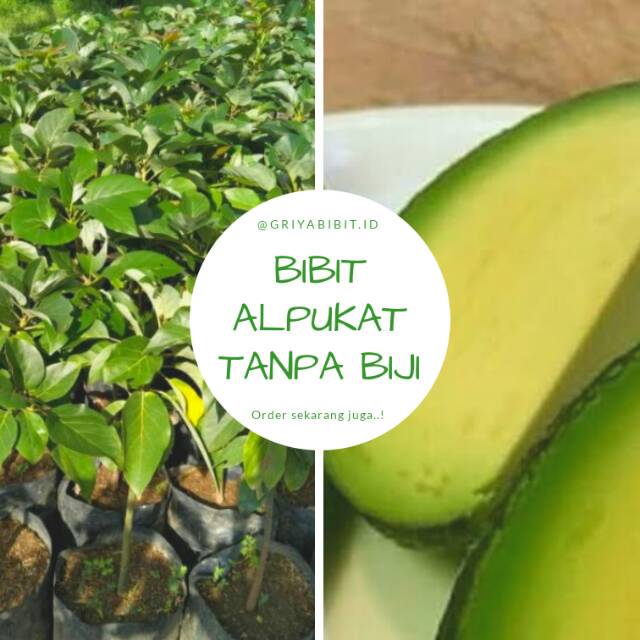 BIBIT ALPUKAT TANPA BIJI, ALPUKAT TANPA BIJI CEPAT BERBUAH