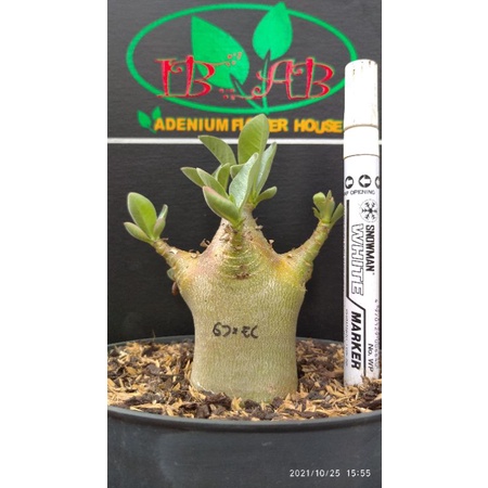 Godji x Emerald crown