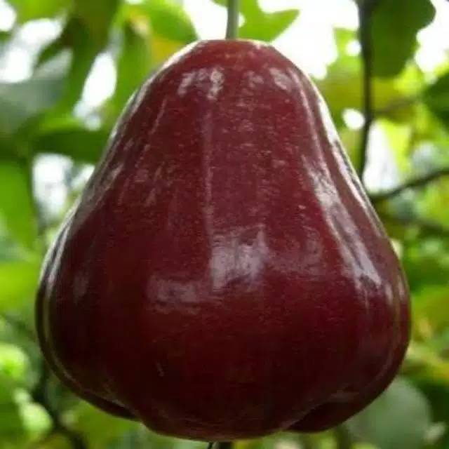 King rose / bibit jambu king rose