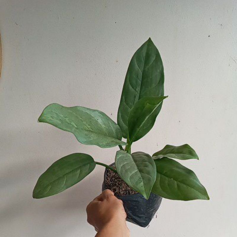Aglaonema Silver Curly (Millenium)