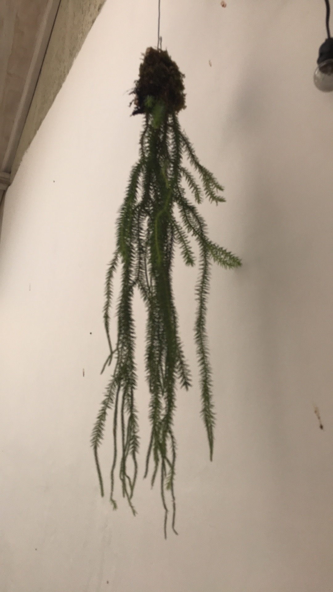 Huferzia Plagmaria / Rumpai