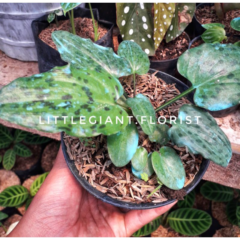 Tanaman Hias Lidah Katak/ Keladi Katak