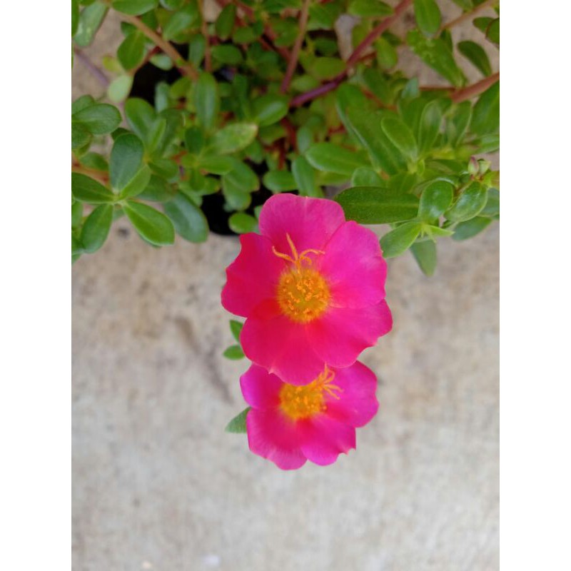 stek krokot bunga merah - krokot hias