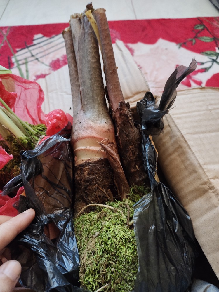 Bonggol Alocasia Zebrina Khas Lampung/longiloba (bonggol Agak Besar)
