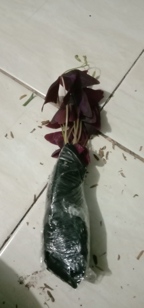 Tanaman Hias Gantung Kupu Kupu - Oxalis Triangularis