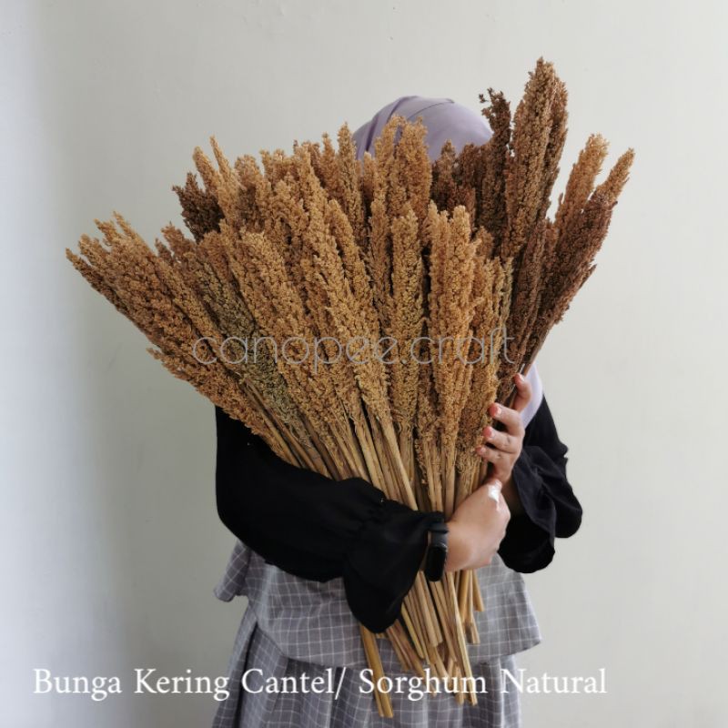3 TANGKAI BUNGA KERING CANTEL SORGUM Shopee Indonesia 3 TANGKAI BUNGA KERING CANTEL SORGUM Shopee Indonesia