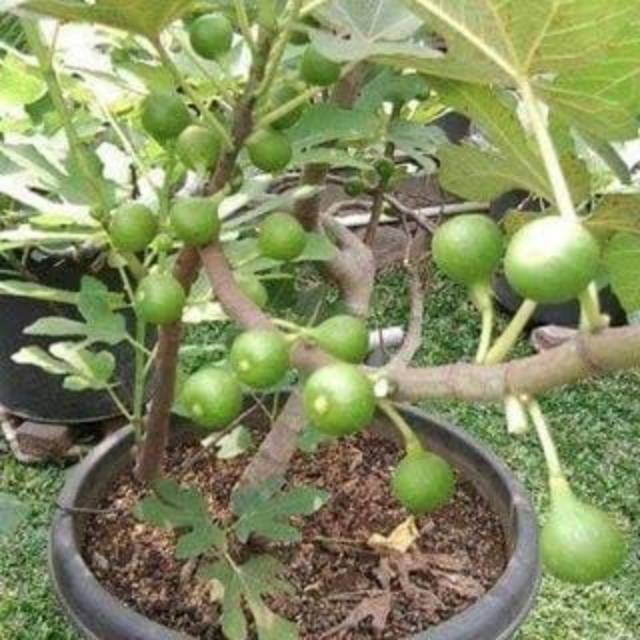 Bibit buah ara