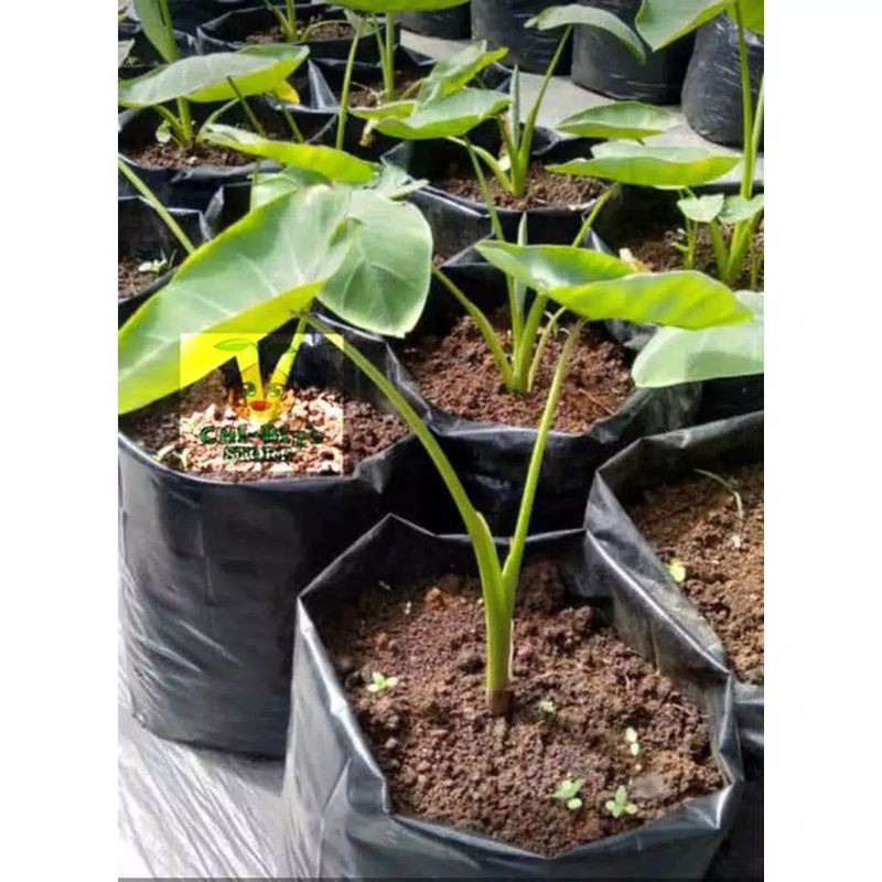 TERBARU Bibit Langka Talas Jepang Satoimo (umbi tunas) HARGA HANCUR