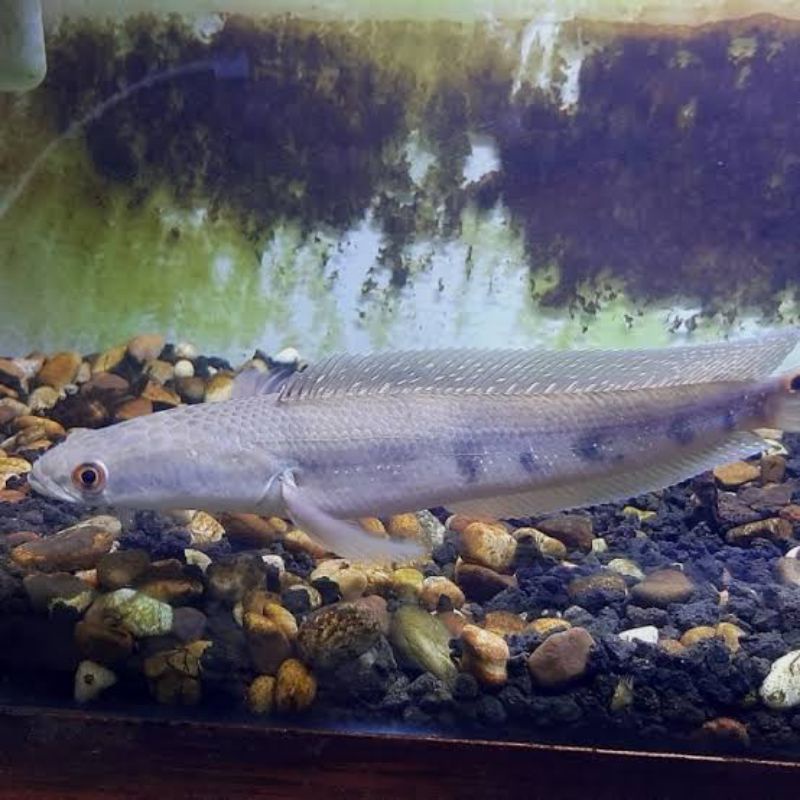Channa Marulius Salween