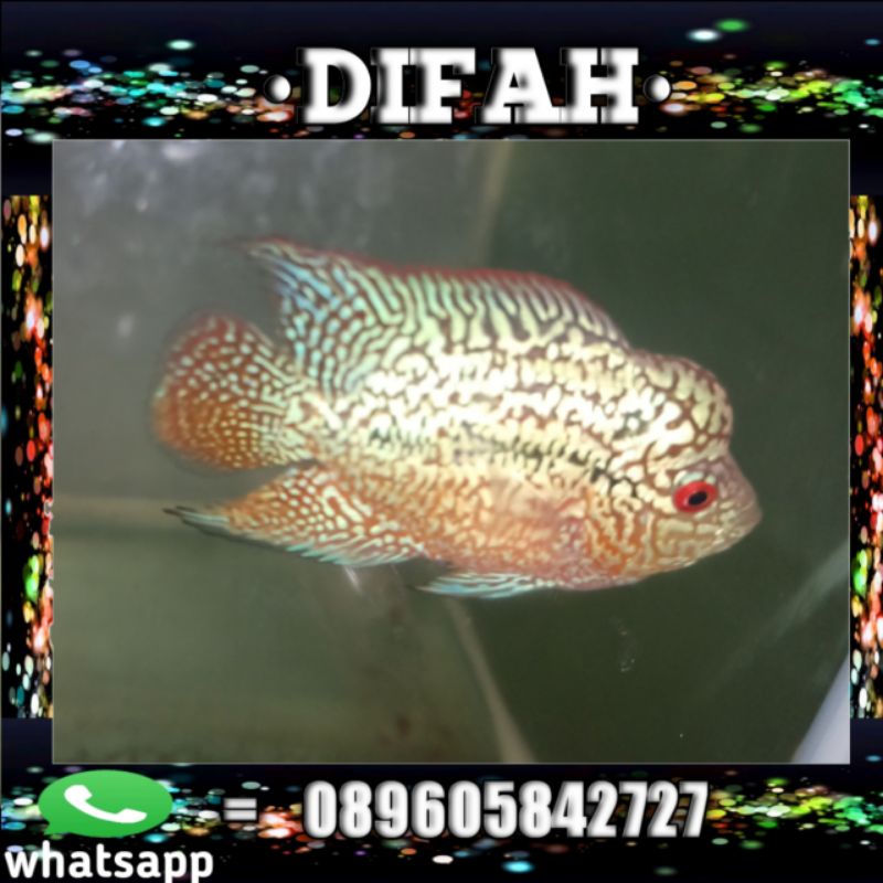 (COD) burayak ikan louhan CENCU LINE SERIES SORTIRAN BAGUS 2CM