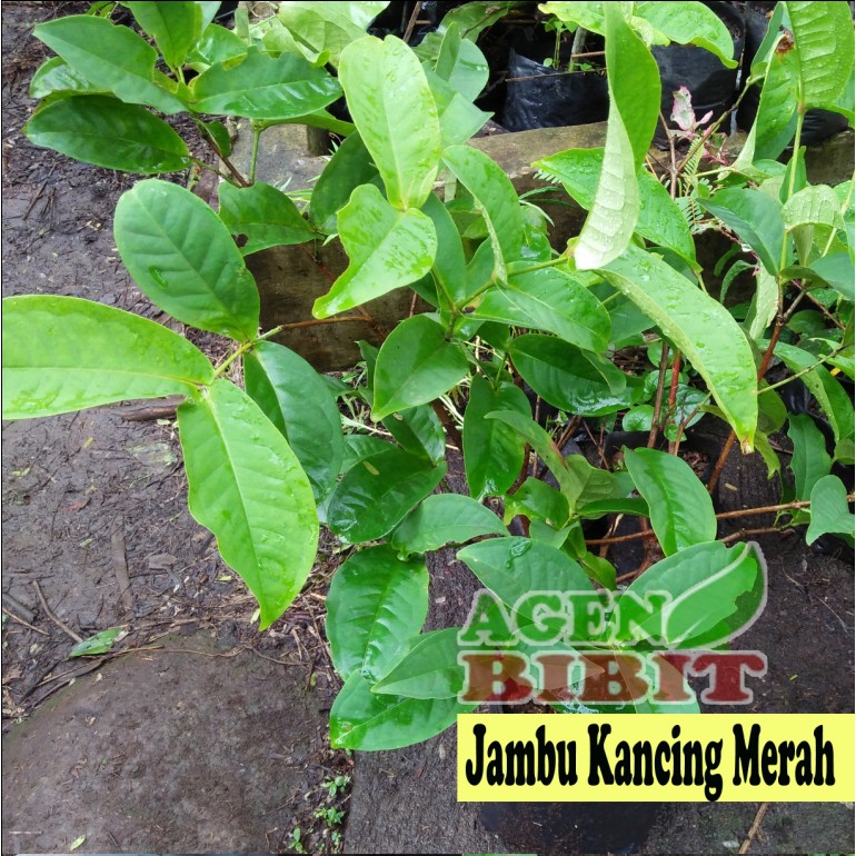Bibit Jambu Air - Jambu Kancing Merah - Pohon Jambu Air Kancing Merah