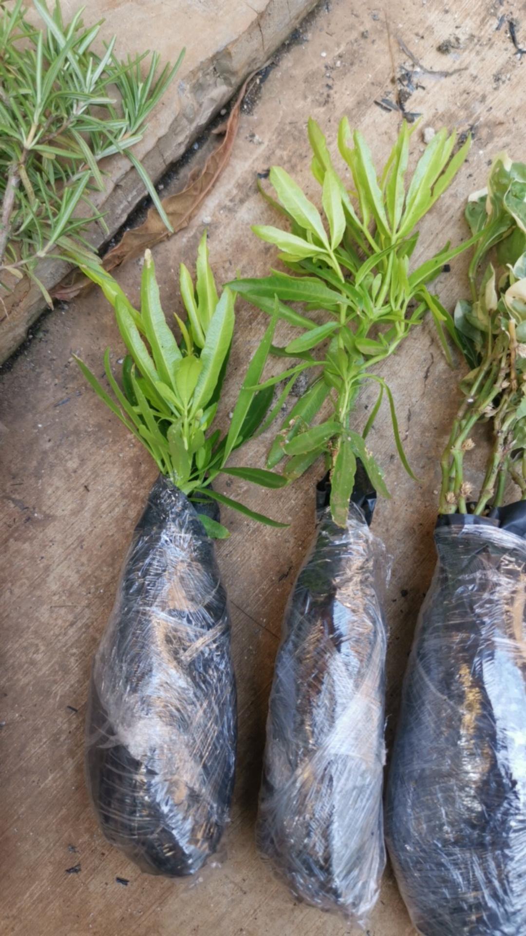 Tanaman Hias Zodia - Tanaman Anti Nyamuk