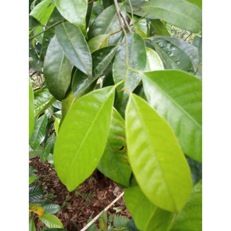 

daun pala segar 500gr