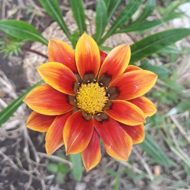 Tanaman Hias Treasure Flower Gazania Rigens Shopee Indonesia