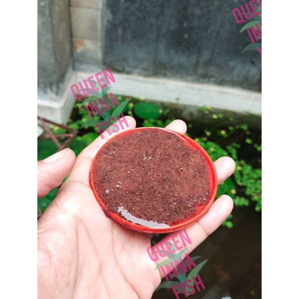 Cacing Sutra Hidup Pakan Ikan