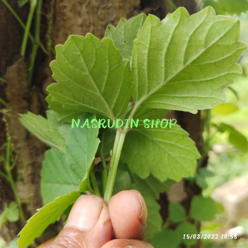 

DAUN GALING GALING 100 LEMBAR SEGAR / KI GALING KUSUS DAUN / DAUN LAMBAI / CAYRATIA TRIFOLIA