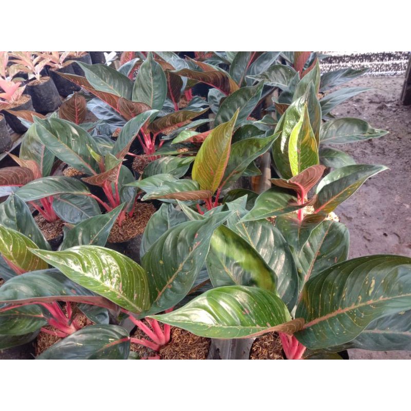 Aglonema HOT LADY BLACK dewasa