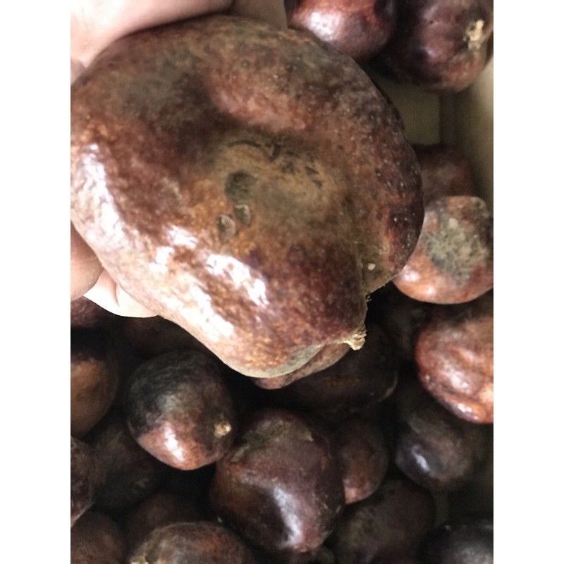 

TERMURAH BUAH DZURIYAT | BUAH ZURIYAT | ZURIYAT MESIR