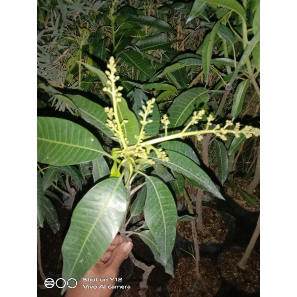 BIBIT MANGGA BERBUNGA JENIS IRWIN