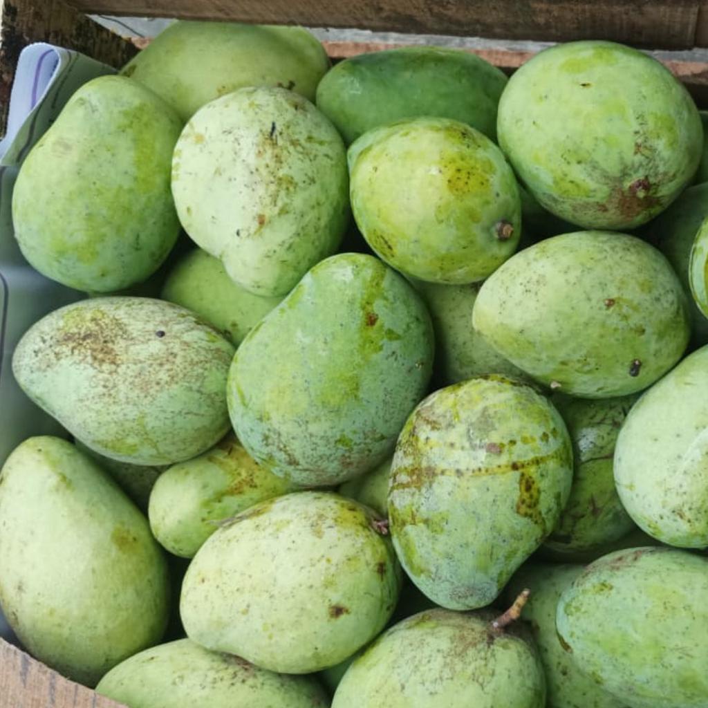 

Mangga Indramayu 1kg Mangga Rujak