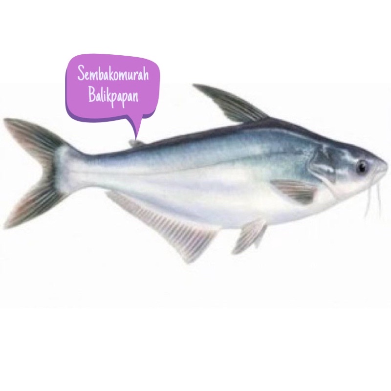 

ikan patin 1kg
