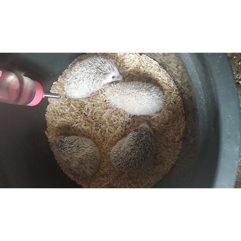 Sepasang Landak mini Indukan