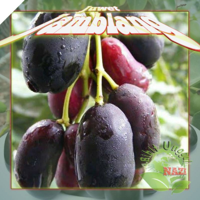 Bibit buah JAMBLANG/JUWET hitam bisa tanam dalam pot TABULAMPOT